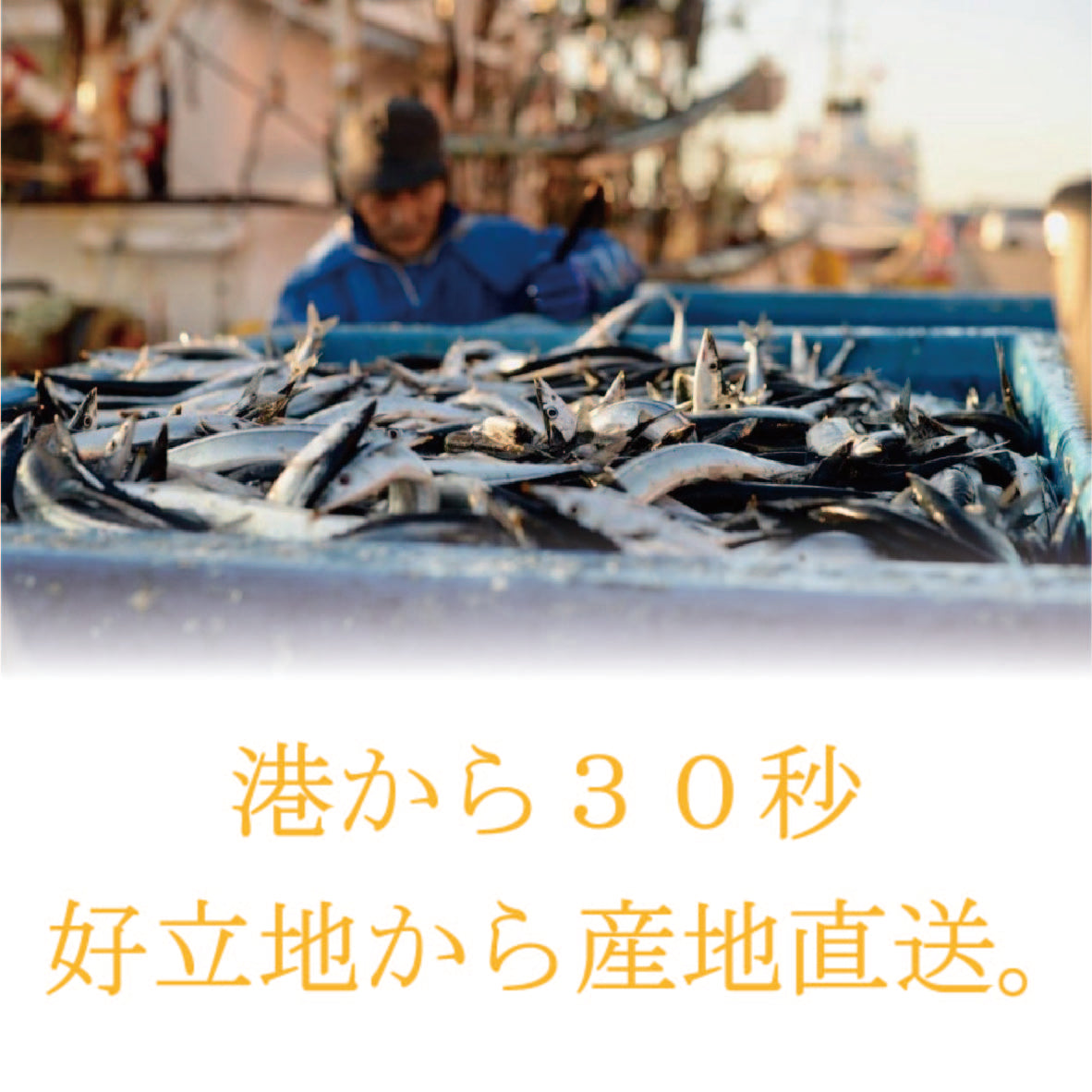 ママカリ酢締め 刺身